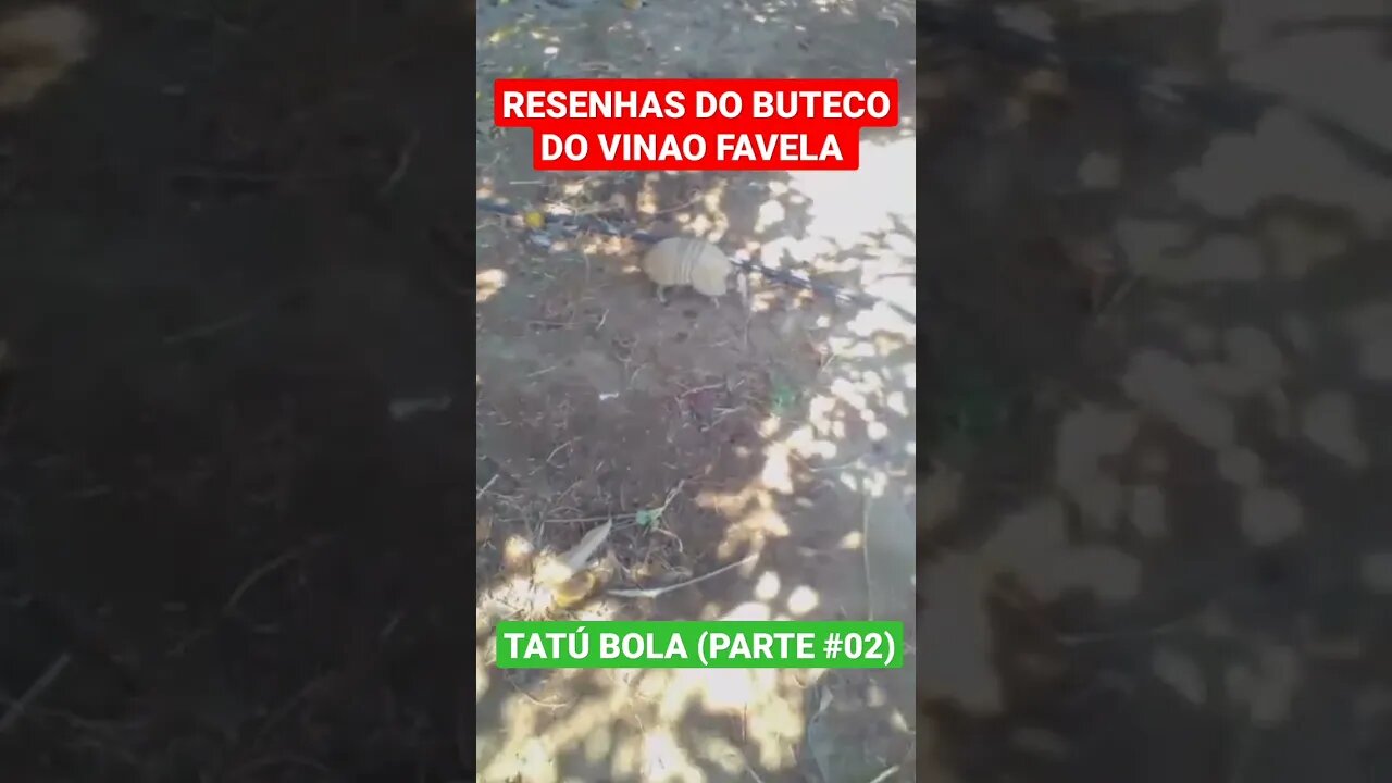 RESENHAS DO BUTECO DO VINAO FAVELA -TATÚ BOLA (PARTE #02)