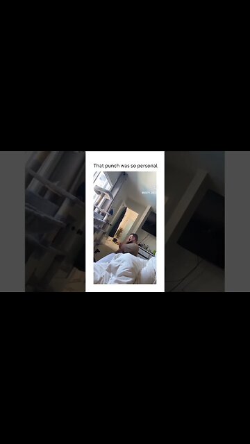 Cat learns to fight watching Mike Tyson