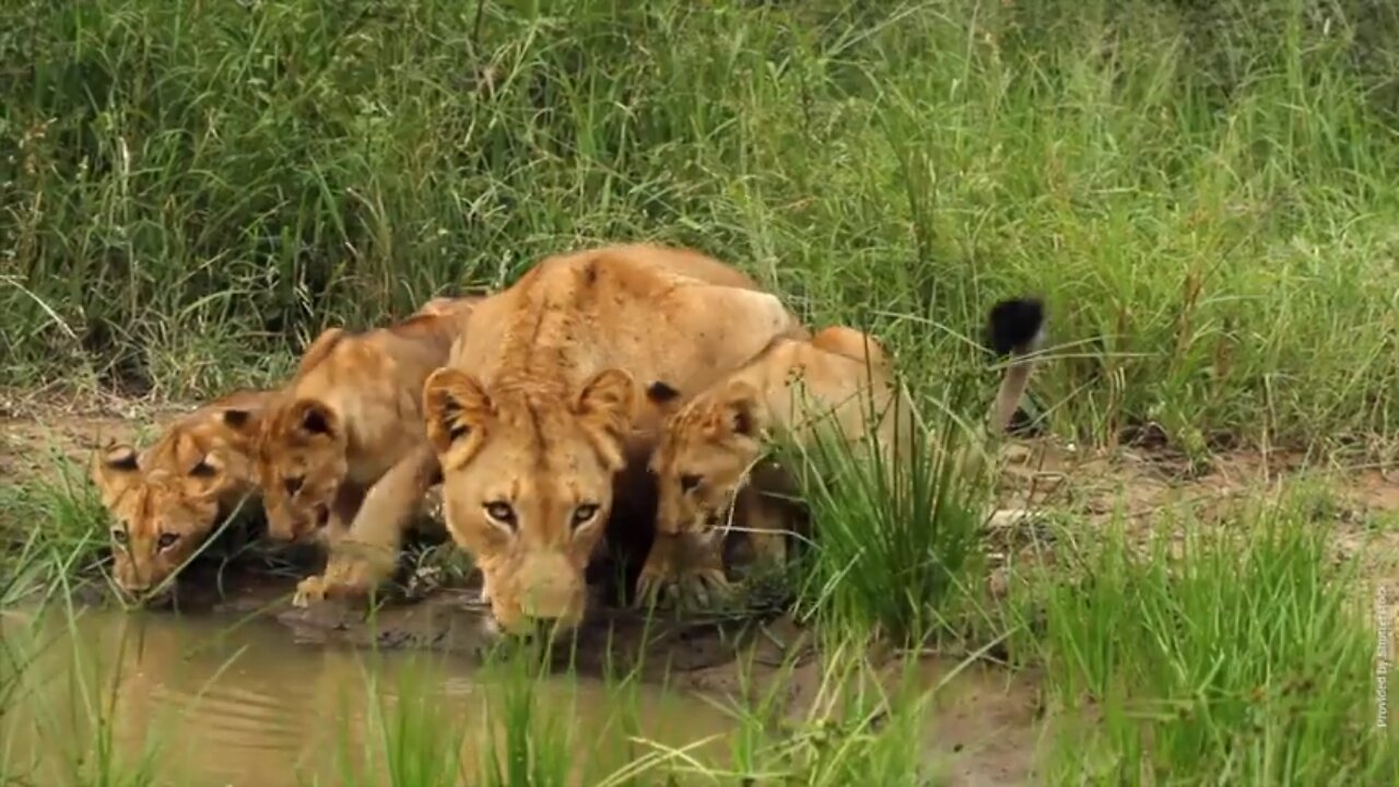 Lions behavior with other animals.