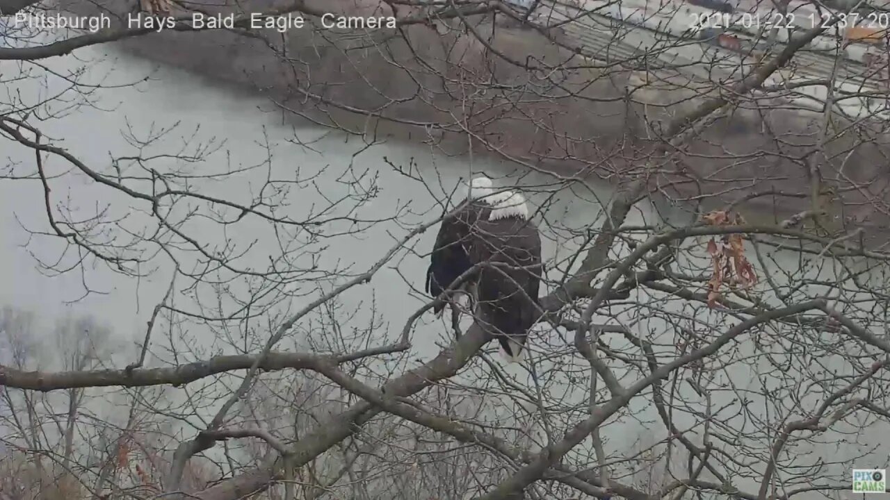 Hays Eagles Mom and Dad get swiped by Mockingbird 2021 01 22 1236PM