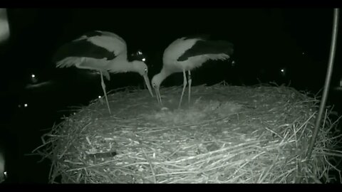 Stork couple celebrating their first egg