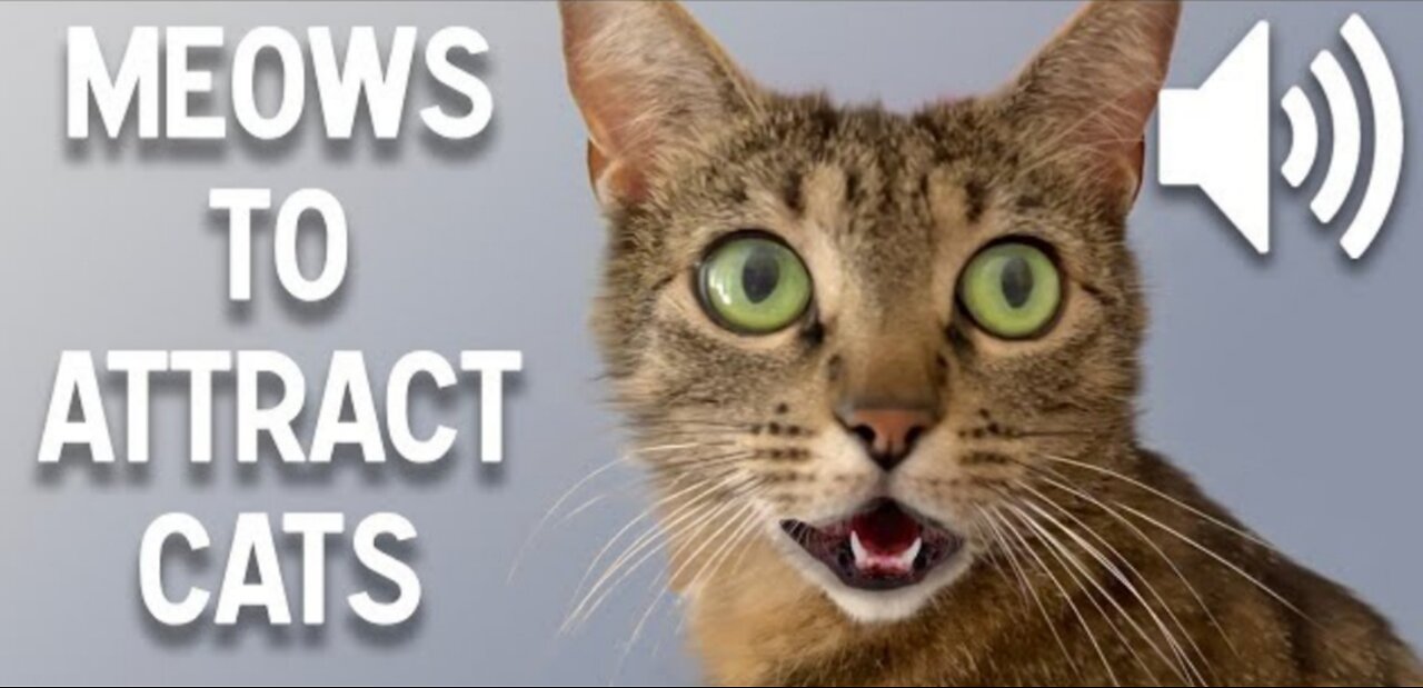 Cats attracts to this "Meow" sound- how to make cats attract to you using this sound