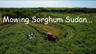 Mowing Sorghum Sudan for hay - 2022!