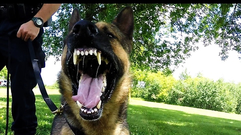 Courageous canine officer 'Cadet' undergoes training