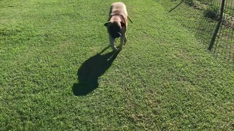 LonelyCreek Finny n Dippy out with Birger