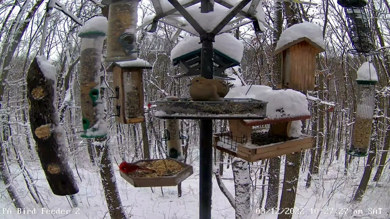 American robin visits PA Bird Feeder 2 after snow storm 3/12/2022