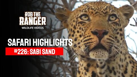 Safari Highlights #226: 04 & 05 August 2013 | Sabi Sand Nature Reserve | Latest Wildlife Sightings