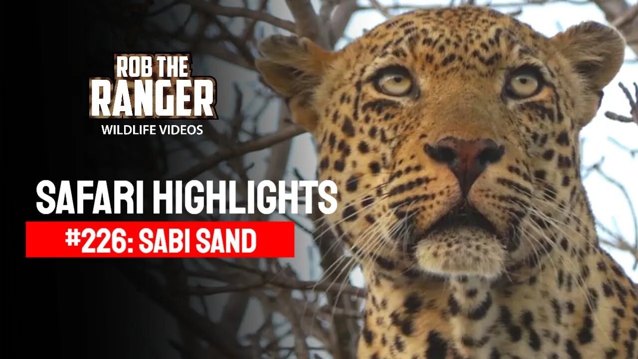 Safari Highlights #226: 04 & 05 August 2013 | Sabi Sand Nature Reserve | Latest Wildlife Sightings