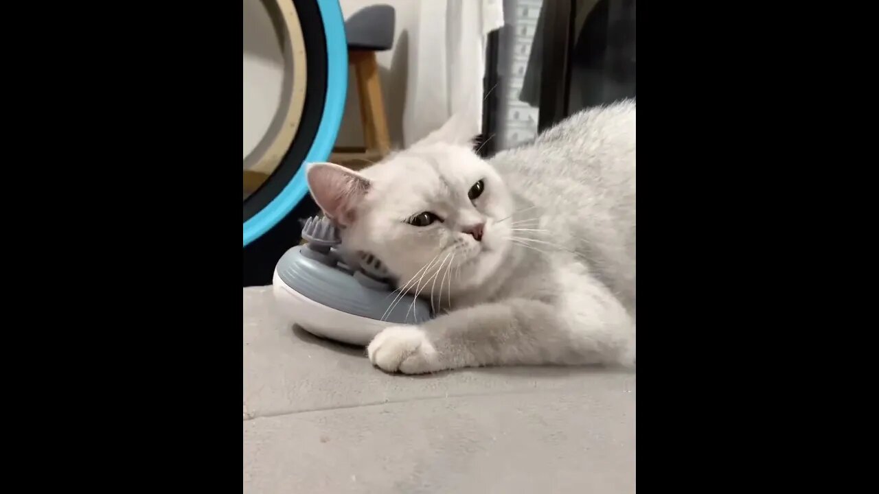 Cat Head Massager