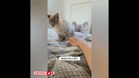 cute cat videos 😹 funny videos 😂1767