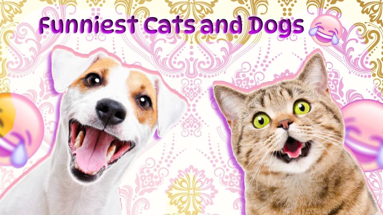 Funniest Cats and Dogs 😺🐶 Funny Animals 2023 😂