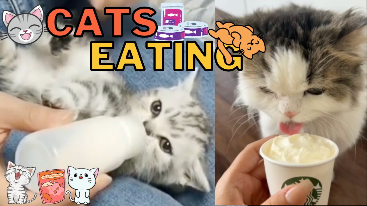 Cute Cats Eating Compilation - Adorable Kitties Eating Foods is So Precious