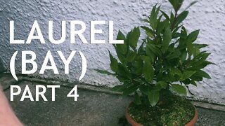 Laurel (Bay) Bonsai, From Nursery Stock, 4