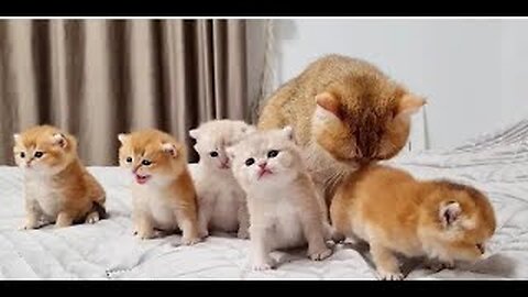 Baby cats- cute and funny cat videos compilation