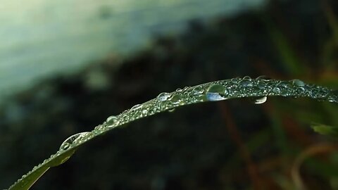 Beachfront B roll Dewdrops Royalty Free Footage