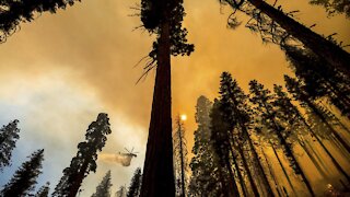 Experts Are Studying Past Wildfires To Aid Future Forest Survival