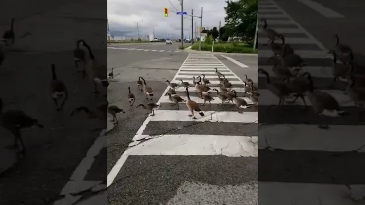 Geese walking!