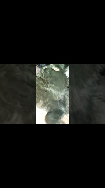 #black #persiancats #youtubeshorts #cutecat #shorts #persiancats #blackcat