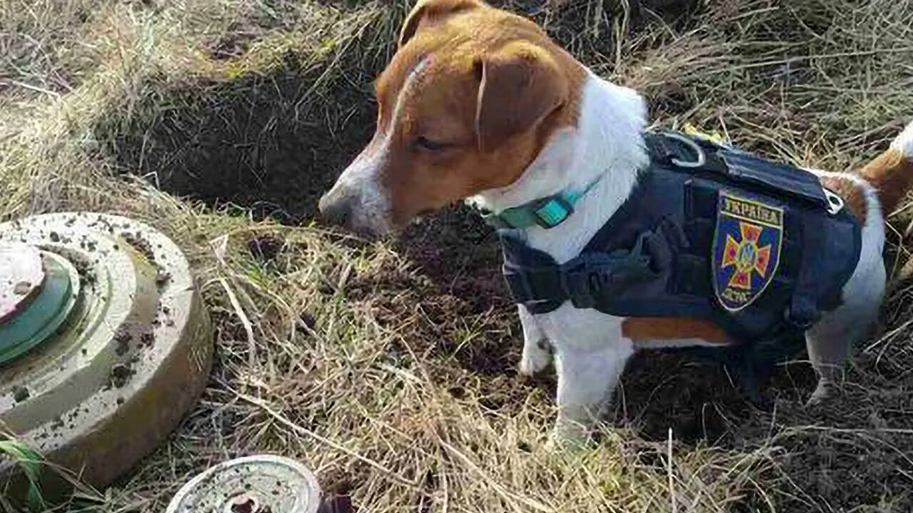 Patron the Bomb-Sniffing Dog