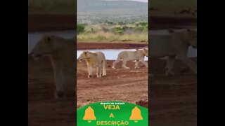 Leões e Rinocerontes Convivem Juntos #shorts