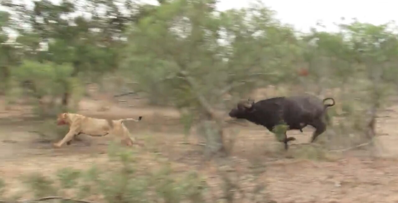 Angry buffalo chases off hungry lion to protect the herd