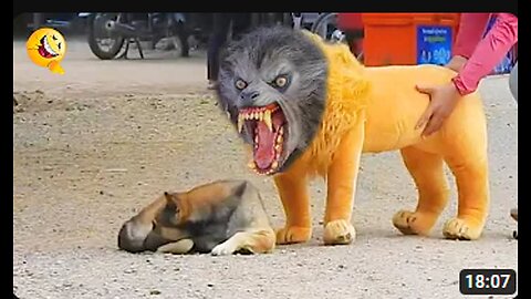 Troll Prank Dog Funny & fake Lion and Fake Tiger Prank To dog & Huge Box Prank to dog