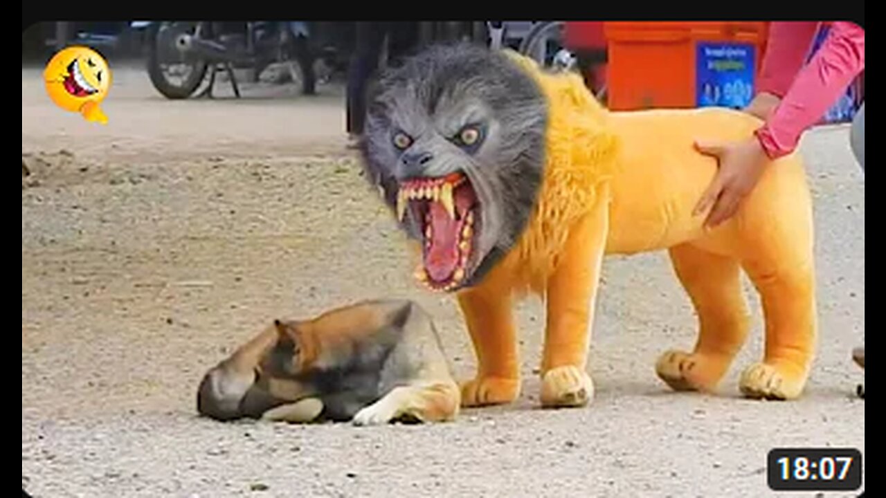 Troll Prank Dog Funny & fake Lion and Fake Tiger Prank To dog & Huge Box Prank to dog