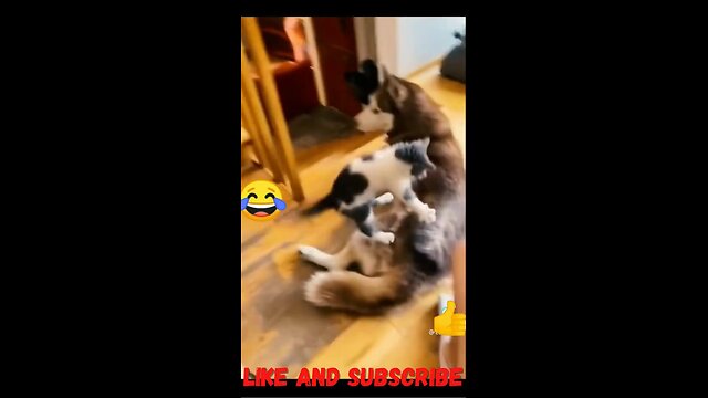 Funny Pets