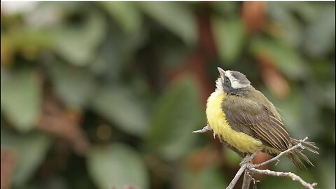 Beautiful Birds 4K videos