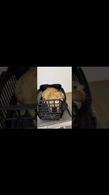 #shorts #2022 funny,prank,funjokes,dad jokes,funny memes,funny video,fun,laughing,funny animal,knock