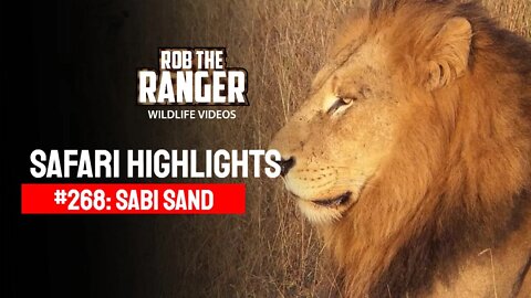 Safari Highlights #268: 28 - 30 April 2014 | Sabi Sand Nature Reserve | Latest Wildlife Sightings