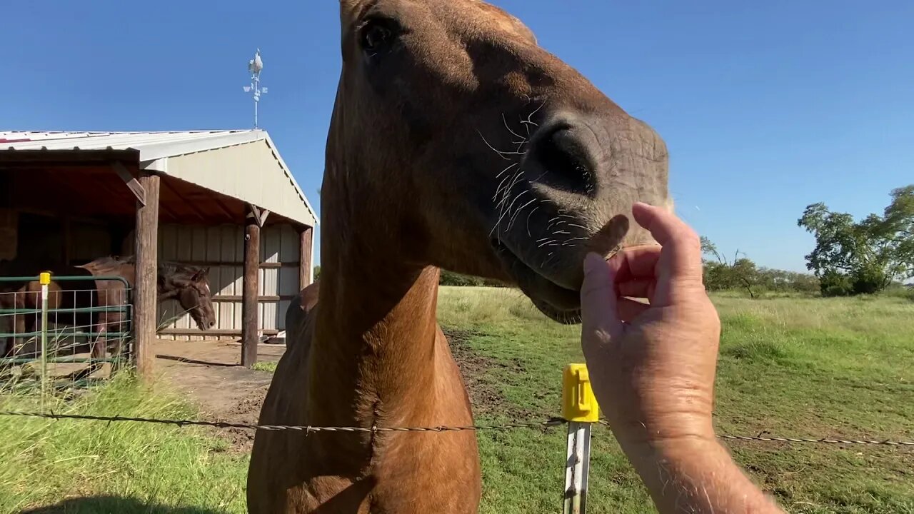 Horses Giving Back Scratches - Caught The Boys Having A Bonding Moment