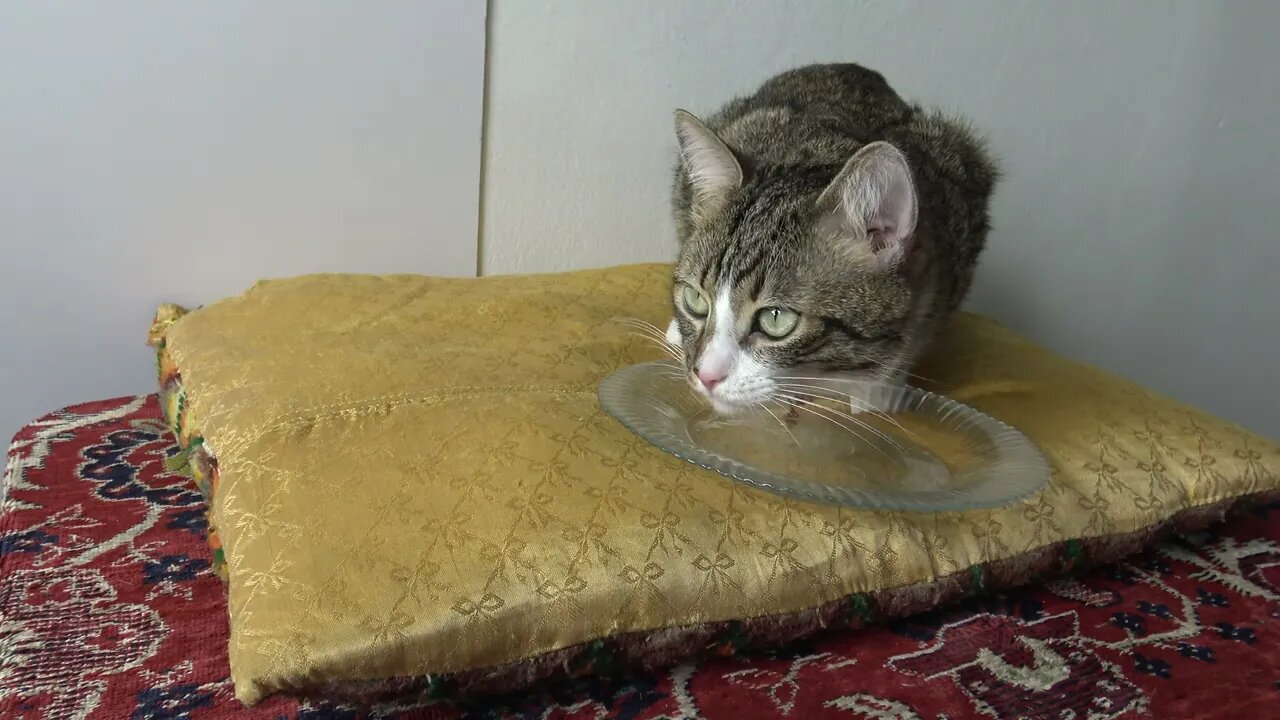 A Little Cat Is Hungry