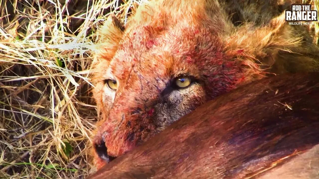 Lions With A Buffalo Meal | Archive Mapogo Lion Footage