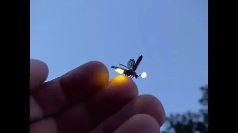 This firefly