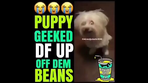 😭😭😭 PUPPY GEEKED DF UP OFF DEM BEANS