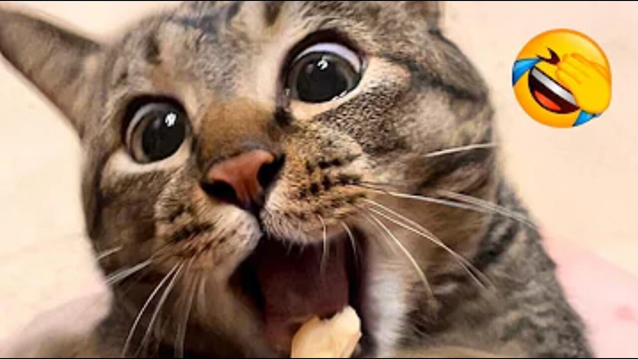 Funniest Animal Videos😂 - Funny Cats😹 and Crazy Dogs🐶 Videos 2023