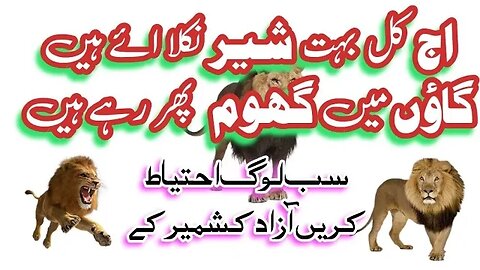 اج کل بہت شیر نکلا ائے ہیں گاؤں میں گھوم پھر رہے ہیں