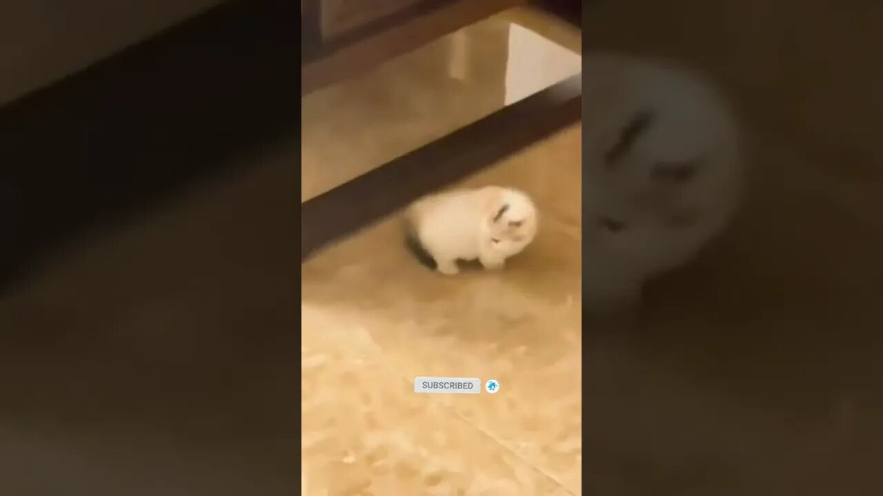 funny cat videos | cute cat videos| cute animals funny cats #shorts #shortsfunny #cutecat #funnycat