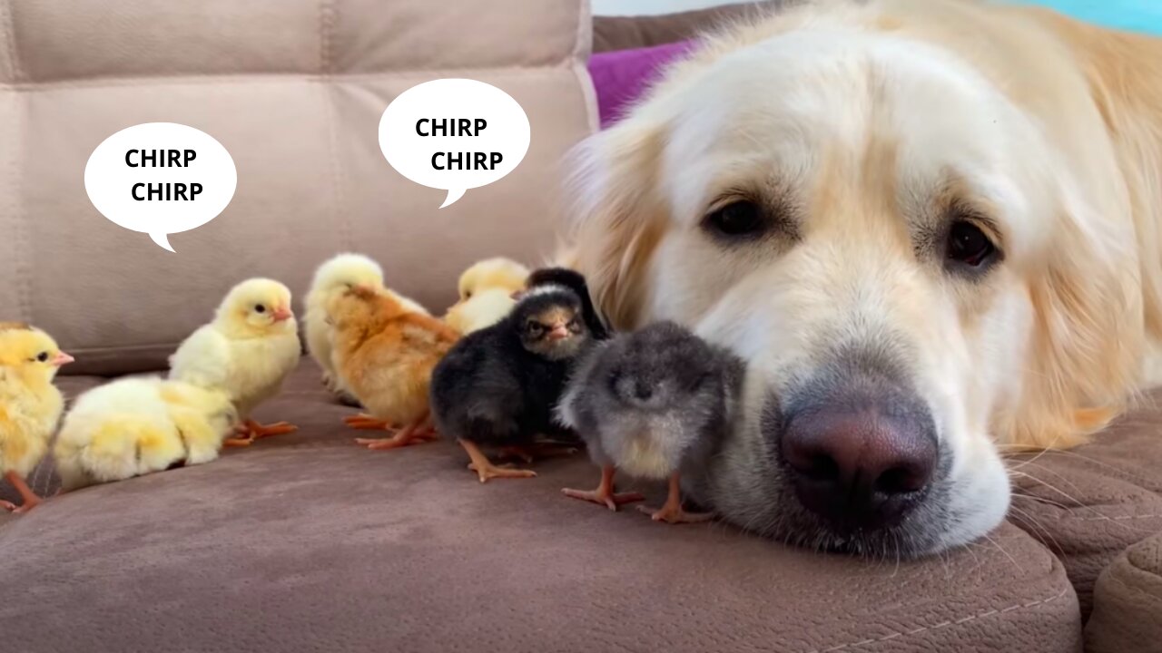 Adorable Golden Retriever and Cute Baby Chicks