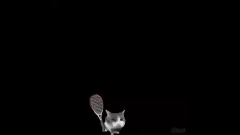 Ping pong with a cat