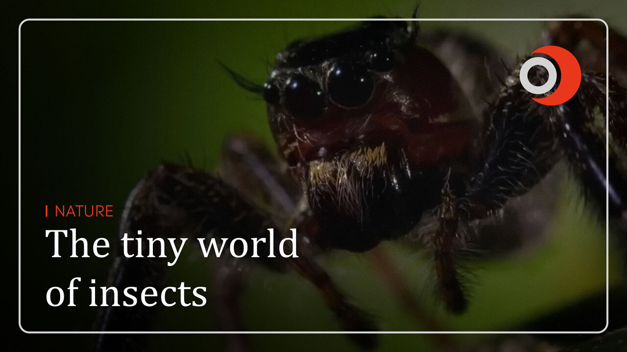 Nature | The tiny world of insects