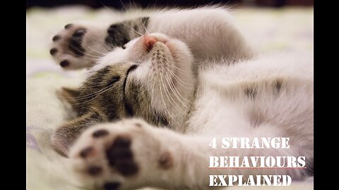 4 Strangest Cat Behaviours Explained