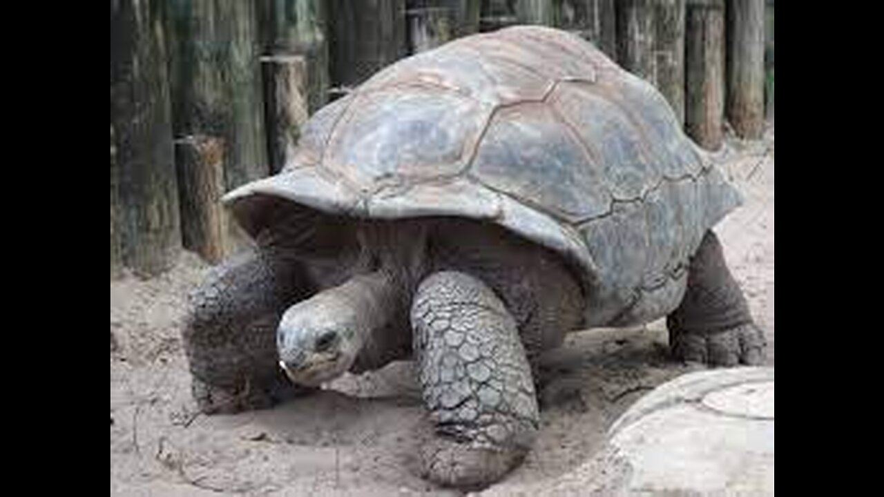 TORTOISE COLLECTION TRAPED