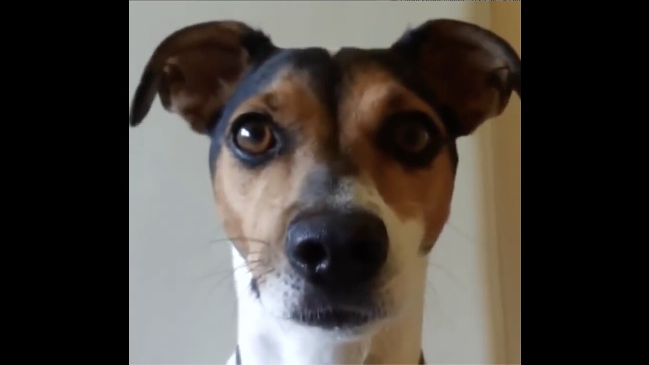 Funny Dog-Barking Countdown: Hilarious Dogs with Epic Barks!