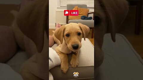 Adorable Puppy Speaks Out 🤣