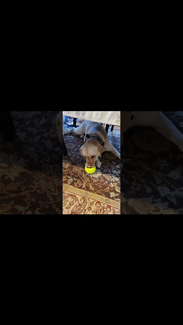 How Does He Do This? #shorts