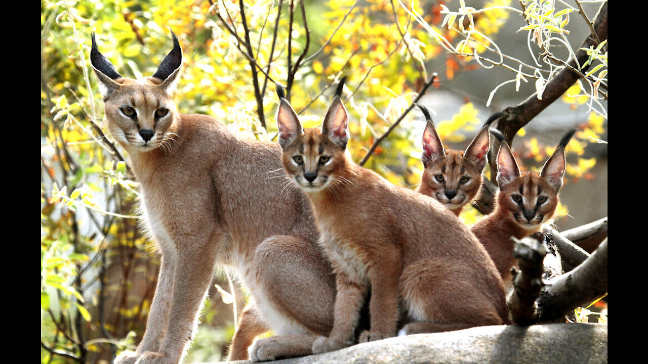 Royal Oak community on the lookout for a wild Caracal cat on the loose