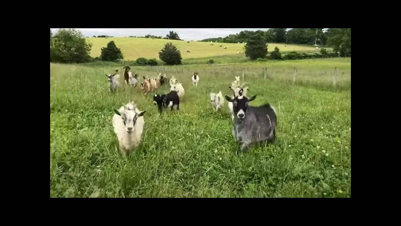 MeanGene & the Goaties - See the Go-Goats (ghost Parody)