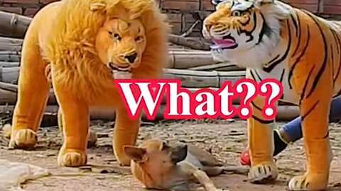 Troll Prank Dog Funny & fake Lion and Fake Tiger Prank To dog & Huge Box Prank to dog